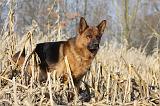 BERGER ALLEMAND 849